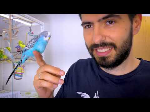 Видео: Стресс у волнистого попугайчика | Как успокоить испуганного волнистого попугайчика