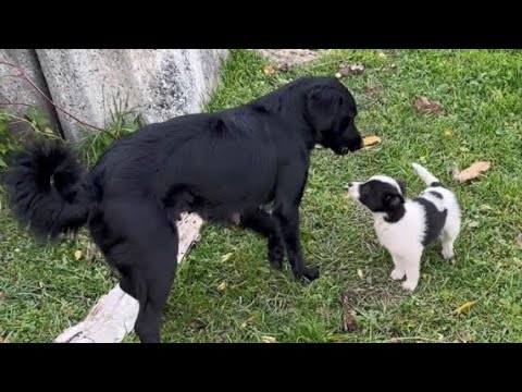 Видео: Спасение диких щенков и матери