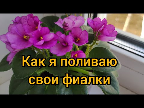 Видео: Сегодня у меня день полива.