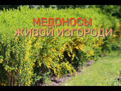 Видео: Лучшие медоносы для живой изгороди