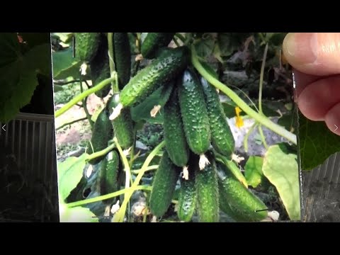 Видео: Огурец Бьерн — огурец без недостатков
