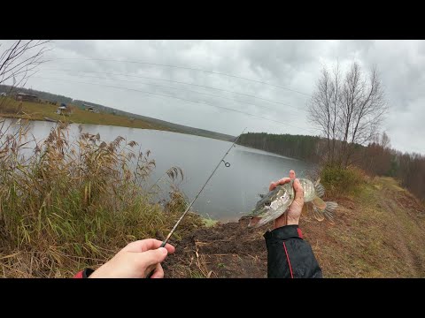 Видео: Щука и окунь на мормышинг