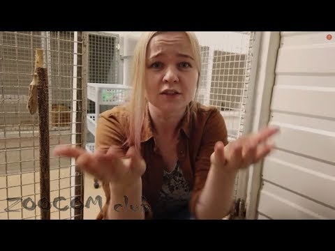 Видео: Верный пес и кусючий опоссум. Dog and angry opossum