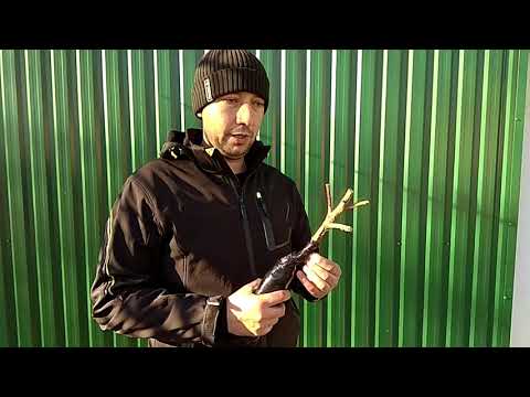 Видео: Малиновое дерево. Мифы и реальность | Саженцы малины от Яскрава Клумба