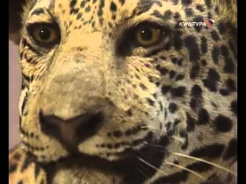 Видео: Времена и воины. Ацтеки.