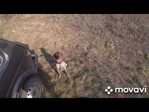 Видео: Охота с будущим ЧЕМПИОНОМ! Охота на зайца с Курцхаарами. Патроша