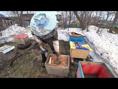 Видео: МАССОВЫЙ БУРНЫЙ ОБЛЁТ ПЧЁЛ, ПЕРЕСЕЛЕНИЕ ПЧЁЛ ИЗ ЛОВУШЕК В УЛЬИ