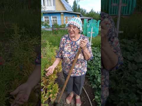 Видео: Рябчики: что? как? когда?