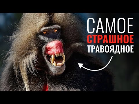 Видео: Биология Самого Страшного Вегетарианца среди приматов