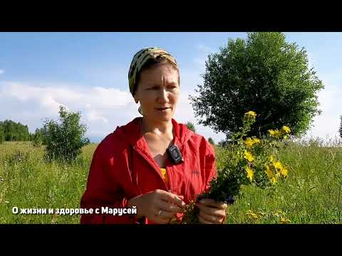 Видео: РАЗВЕЕМ МИФ О ЗВЕРОБОЕ ОТРЕЗВЛЯЕТ ЛЕЧИТ ВИТИЛИГО ПОДЖЕЛУДОЧНУЮ ПЕЧЕНЬ@О жизни и здоровье с Марусей