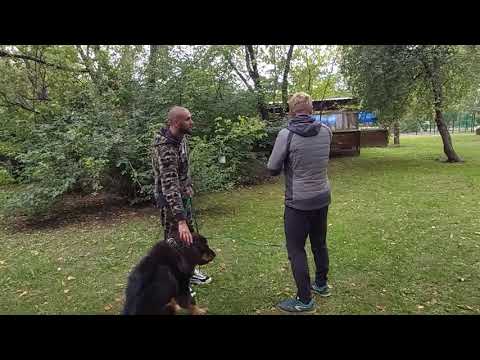 Видео: Первая тренировка Блека ОКД. Тибетский мастиф.