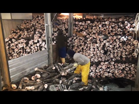 Видео: Удивительная ловля антарктического клыкача - Улов чилийского морского окуня современным судном