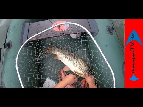 Видео: САЗАН и КАРАСИ на Кружки