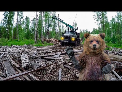 Видео: Приехал на Урале в лес. А там медведи! Чудом выехал назад...