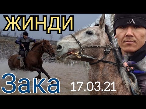 Видео: Зака ЖИНДИ чыкты 😱 17.03.21 ДАРЫЯ КЕЧКЕН ТААМАЙ АТТАР