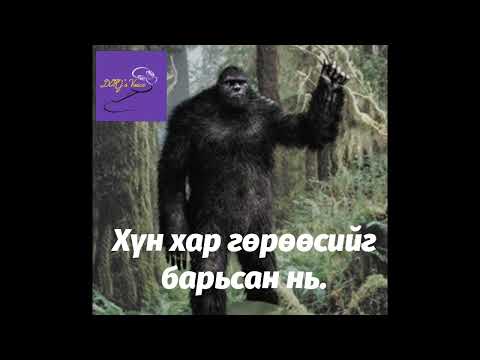 Видео: Хүн хар гөрөөсийг барьсан нь.