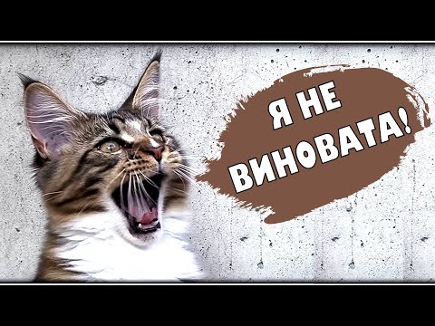Видео: Приколы с мышью кота Вилли. Котята мейн куны - 28