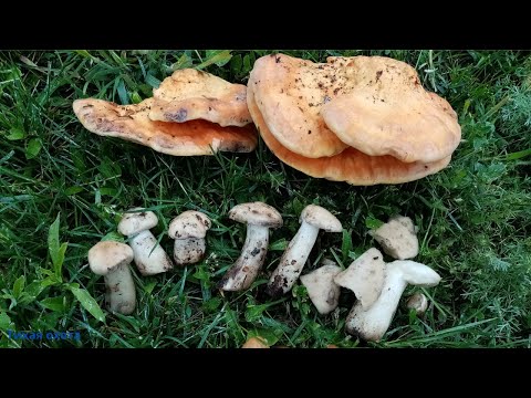 Видео: Грибы весной: Рядовка майская и другие грибы