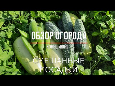 Видео: ОБЗОР ОГОРОДА В КОНЦЕ ИЮНЯ / СМЕШАННЫЕ ПОСАДКИ