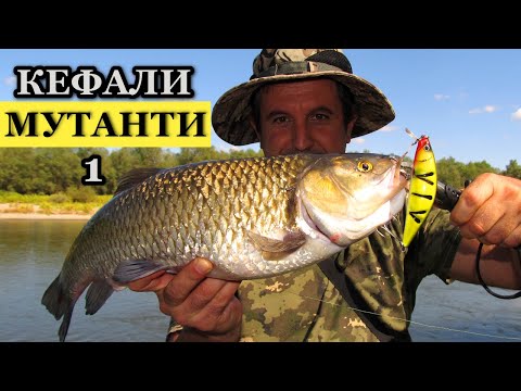 Видео: Риболов на Речни КЕФАЛИ-МУТАНТИ на Река Марица с Воблери Част 1/   Chubs-Mutants Fishing on a River
