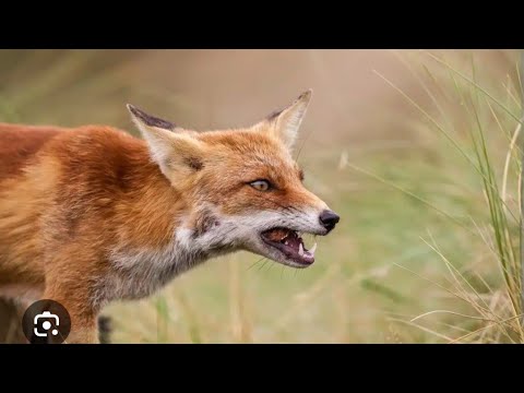 Видео: Рыбалка на  Курты лисица ворует