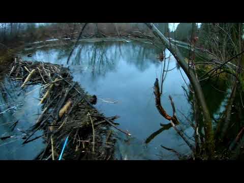 Видео: Охота на бобра с ружьем