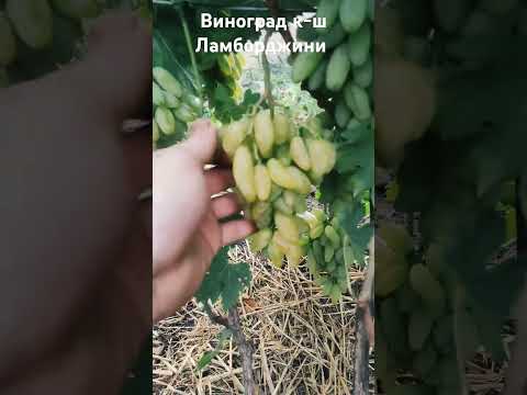 Видео: Виноград к-ш Ламборджини #виноград