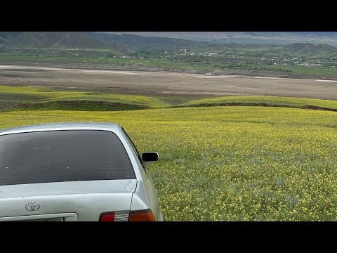 Видео: Шопок айылы 2025