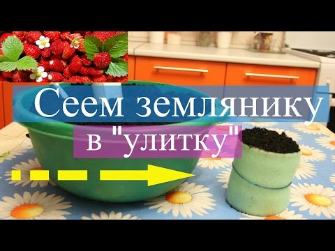 Видео: Сеем землянику в "улитку".