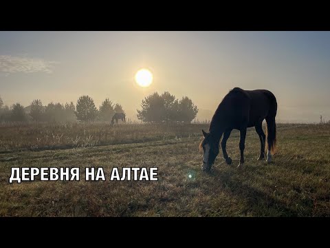 Видео: Жизнь С Лошадьми в Деревне на Алтае | Ranch in Russia | Altay Village with horses