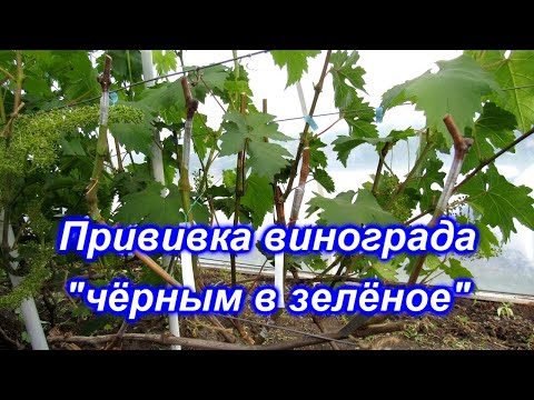 Видео: Прививка винограда чёрным в зелёное 23.05.2020