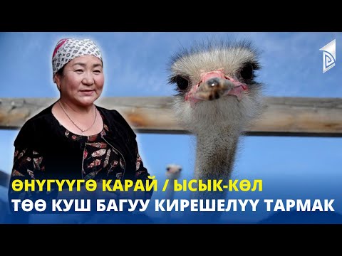 Видео: Төө куш багуу кирешелүү тармак / Ысык-Көл