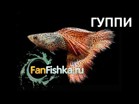 Видео: Гуппи содержание в аквариуме, уход и совместимость видео-обзорище!