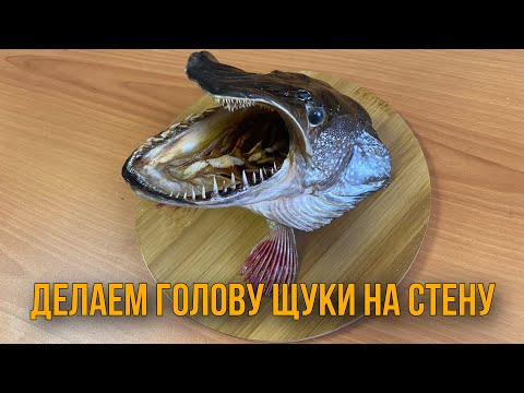 Видео: Делаем голову щуки на стену. Чучело головы щуки. Трофейная щука.