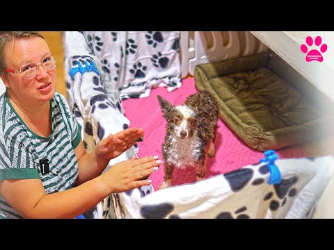 Видео: Рожать ты будешь здесь! Ждем первые роды КХС на нашем канале! 20 летняя история питомника