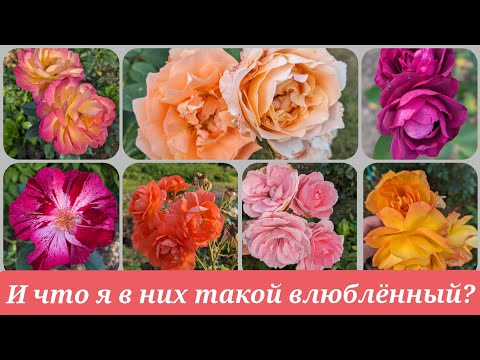 Видео: Какие розы "штырят" меня в сентябре! Осенняя, посевная роз в разгаре. 14 сентября 2023 г.