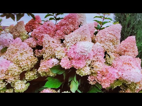 Видео: Метельчатые гортензии. Хотим пересадить, когда лучше это сделать?