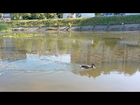 Видео: Уточки🦆 Прогулка к водоёму города Минска в День Ивана Купалы 🌳