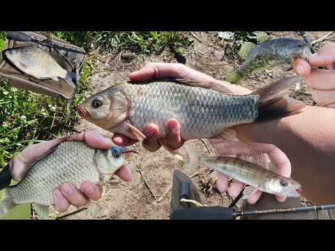 Видео: Окунь + КРУПНЫЙ КАРАСЬ на мормышку / Мормышинг / Fish Season Fario NT Morm.S 0.5-2 гр