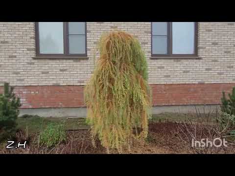 Видео: Садовые покупки/Лиственницы на арке Подвязка для растений/ #сад #огород #лиственницы #деревня #обзор