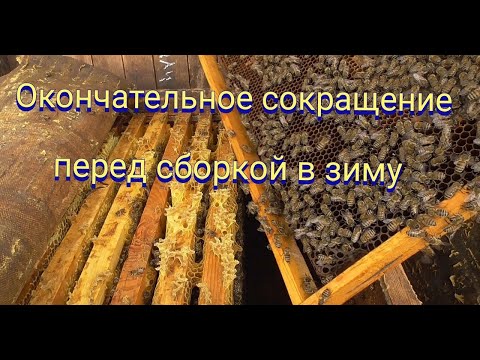 Видео: Осенние сокращение корпусов перед сборкой пчел в зимовку. Медовый мишка от Сказкодром.