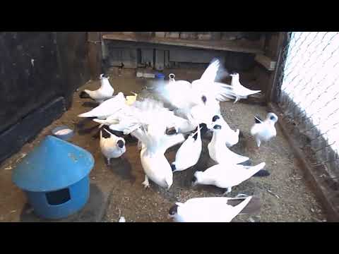 Видео: Монахи 47 рег  04.01.21 г