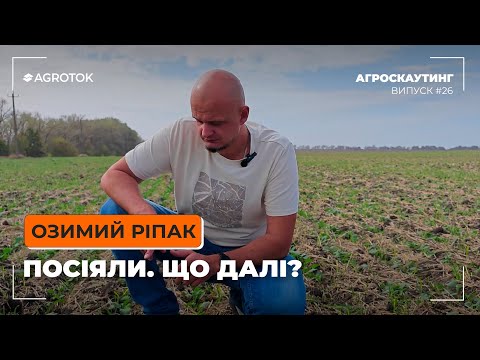 Видео: ОЗИМИЙ РІПАК: ПОСІЯЛИ. ЩО ДАЛІ? 🤔