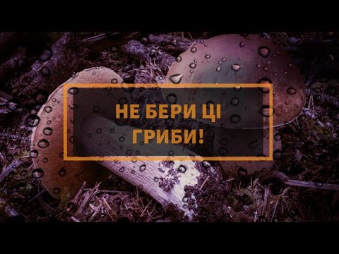 Видео: ОТРУЙНІ ЗНАЙОМІ НАМ ГРИБИ #МУХОМОРИ #БІЛІГРИБИ