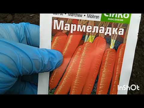 Видео: Коли потрібно садити цибулю та моркву під зиму.