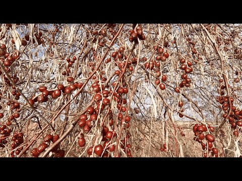 Видео: Амударья...какой увидели её мы.