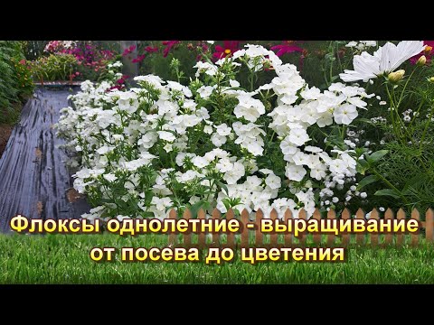 Видео: Однолетний флокс друммонда: выращивание из семян