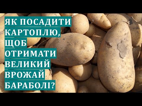 Видео: Як посадити картоплю, щоб виростити багатий врожай бараболі?