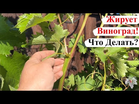 Видео: ЖИРУЮЩИЕ ПОБЕГИ на ВИНОГРАДЕ – как ВЫГЛЯДЯТ и Что ДЕЛАТЬ?