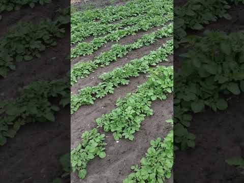 Видео: Рів'єра підростає.# Рів'єра # другий урожай Рів'єри#